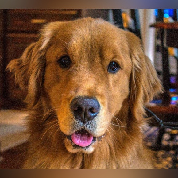 Meet your Posher, Dawn - Picture 4 of 12